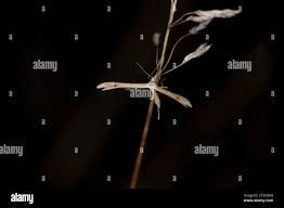 Attēlu rezultāti vaicājumam “Platyptilia gonodactyla imago”