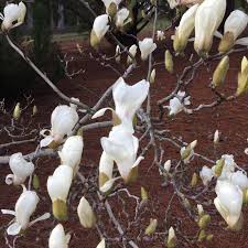Attēlu rezultāti vaicājumam “Magnolia cylindrica”