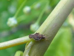 Attēlu rezultāti vaicājumam “Physatocheila smreczynskii”