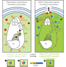 Attēlu rezultāti vaicājumam “undetermined plasmodium”