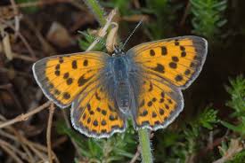 Attēlu rezultāti vaicājumam “Lycaena alciphron”