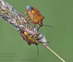 Attēlu rezultāti vaicājumam “Carpocoris purpureipennis”