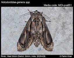 Attēlu rezultāti vaicājumam “Notodontidae”