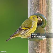 Attēlu rezultāti vaicājumam “Carduelis spinus male”