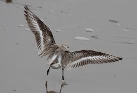 Attēlu rezultāti vaicājumam “Calidris alba adult”
