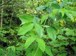 Attēlu rezultāti vaicājumam “Laburnum anagyroides leaf”