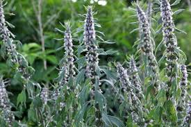 Attēlu rezultāti vaicājumam “Leonurus quinquelobatus leaf”