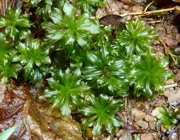 Attēlu rezultāti vaicājumam “Rhodobryum roseum”