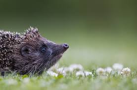 Attēlu rezultāti vaicājumam “Erinaceus roumanicus”