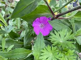 Attēlu rezultāti vaicājumam “Geranium sanguineum leaf”