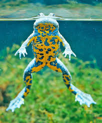 Attēlu rezultāti vaicājumam “Anomoporia bombycina”