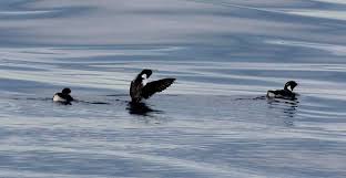 Image result for Synthliboramphus antiquus