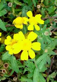 Image result for Chrysanthemum segetum