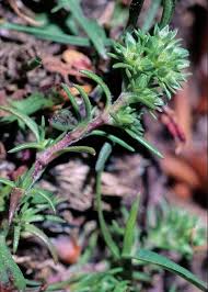 Attēlu rezultāti vaicājumam “Scleranthus annuus flower”