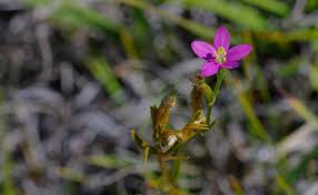 Attēlu rezultāti vaicājumam “Centaurium littorale”