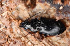 Attēlu rezultāti vaicājumam “Pterostichus oblongopunctatus”