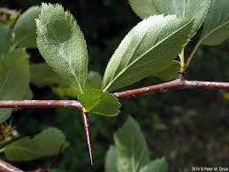 Attēlu rezultāti vaicājumam “Crataegus douglasii”