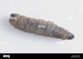 Attēlu rezultāti vaicājumam “Tipulidae larva”