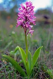 Attēlu rezultāti vaicājumam “Orchis militaris”