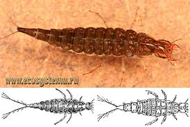 Attēlu rezultāti vaicājumam “Ilybius sp.”