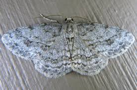 Attēlu rezultāti vaicājumam “Ectropis crepuscularia”