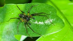 Attēlu rezultāti vaicājumam “Anyphaena accentuata”