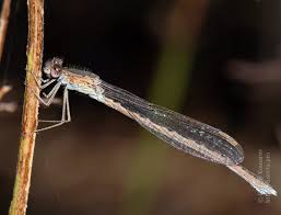 Attēlu rezultāti vaicājumam “Sympecma paedisca”