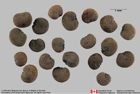 Attēlu rezultāti vaicājumam “Silene viscaria fruit”