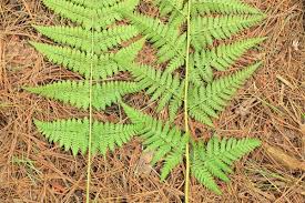 Attēlu rezultāti vaicājumam “Dryopteris carthusiana”