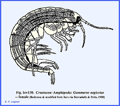 Attēlu rezultāti vaicājumam “Crustacea”
