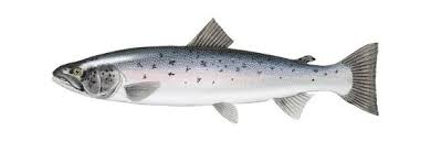 Image result for Salmo salar