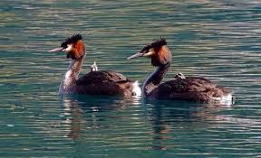 Attēlu rezultāti vaicājumam “Podiceps cristatus”