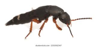 Attēlu rezultāti vaicājumam “Platydracus fulvipes”