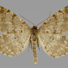 Attēlu rezultāti vaicājumam “Macaria signaria”