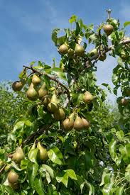 Attēlu rezultāti vaicājumam “Pyrus communis”