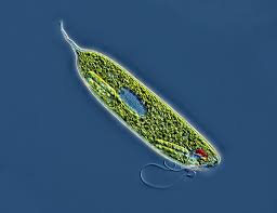 Attēlu rezultāti vaicājumam “Arcyria stipata young”