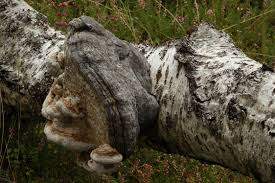 Attēlu rezultāti vaicājumam “Colloderma oculatum plasmodium”