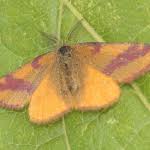 Attēlu rezultāti vaicājumam “Lythria cruentaria”