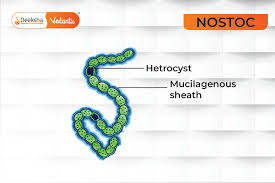 Attēlu rezultāti vaicājumam “Nostoc pruniforme cells”