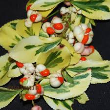 Attēlu rezultāti vaicājumam “Euonymus fruit”