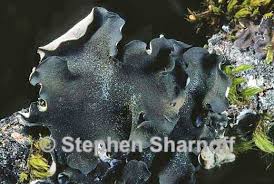 Attēlu rezultāti vaicājumam “Leptogium saturninum”