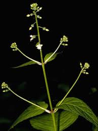 Attēlu rezultāti vaicājumam “Circaea lutetiana bud”