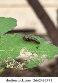 Attēlu rezultāti vaicājumam “Agelastica alni larva”