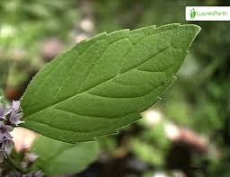 Attēlu rezultāti vaicājumam “Mentha x verticillata”