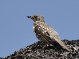 Attēlu rezultāti vaicājumam “Turdus viscivorus juvenile”