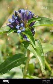 Attēlu rezultāti vaicājumam “Gentiana cruciata flower”