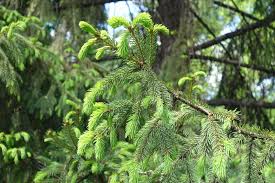 Attēlu rezultāti vaicājumam “Picea abies leaf”