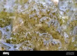 Attēlu rezultāti vaicājumam “Eucladium verticillatum”