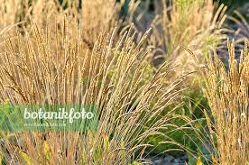Attēlu rezultāti vaicājumam “Koeleria glauca flower”