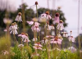 Image result for Echinacea pallida